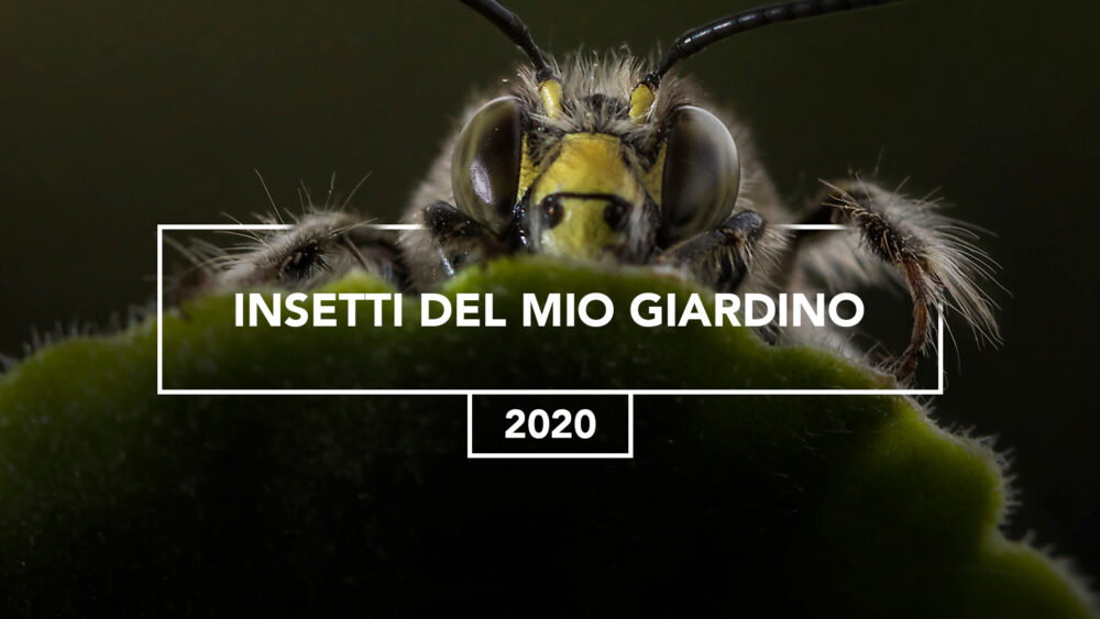 Fotografia macro – primo piano ravvicinato di insetto con sfondo naturale